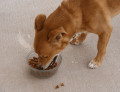 Help, My Dog Will Only Eat Table Food!
