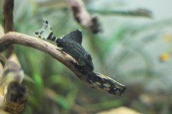 My Experience With the Royal Pleco
