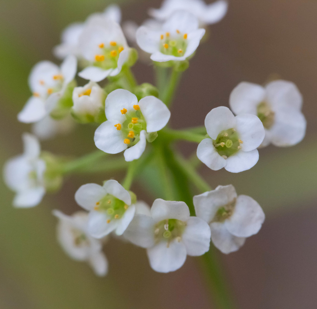 A white wildflower, taken with my Canon 100mm IS macro lens and 650D camera.
