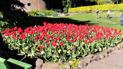 Tulip Garden in Golden Gate Park