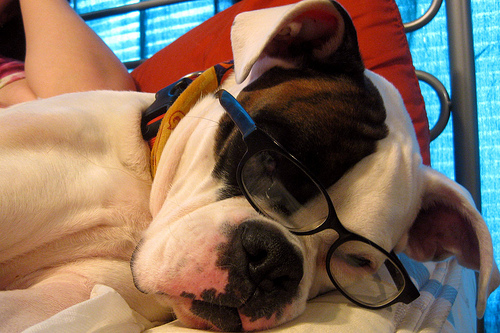 One smart dog