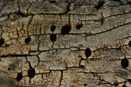 A decaying tree shows evidence of a flicker's visit.