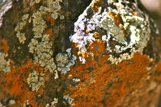 Lichens rusting in the dry air