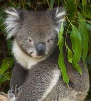 Australia's wombat koala takes a pose for tourists.