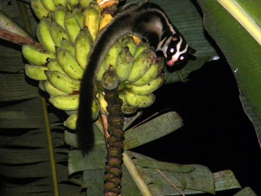In New Guinea, there are no woodpeckers and the closest equivalent is the sugar glider, which is only able to dig into dead wood.