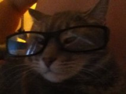 Professor Kitty