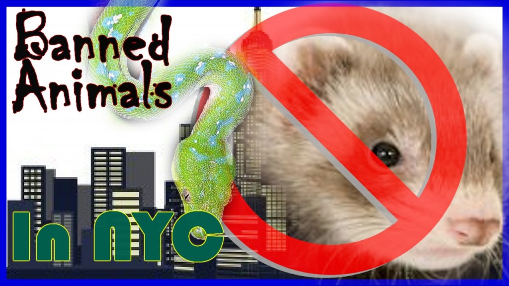 Illegal Animals in New York City PetHelpful