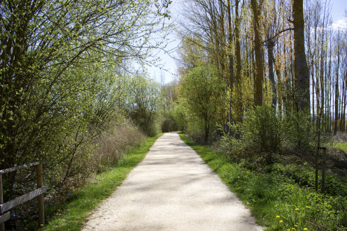 The Green Belt