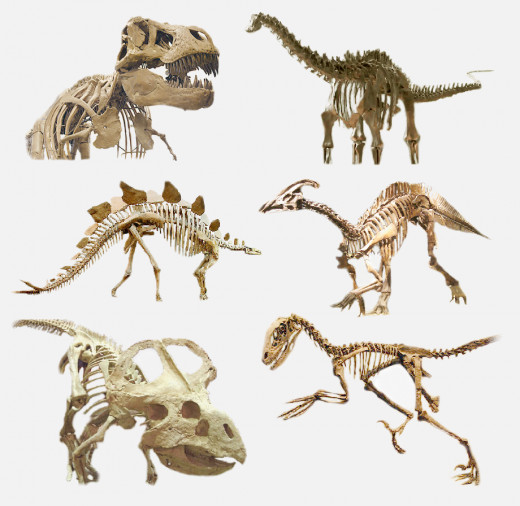 A Group of Dinosaurs