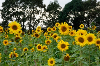 Flowers in Spring