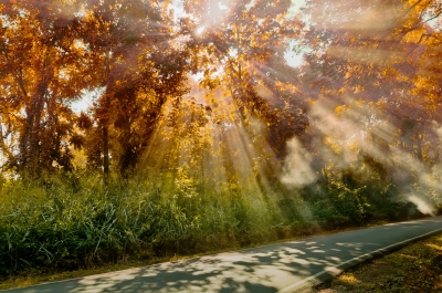 Rays of autumn sunshine