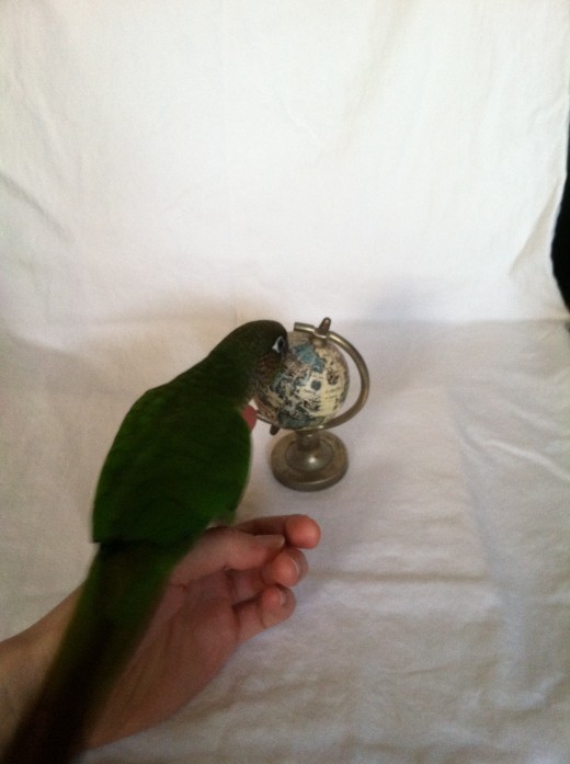 Introducing the pet to the picture area. A few seed treats have been discreetly placed around the prop.