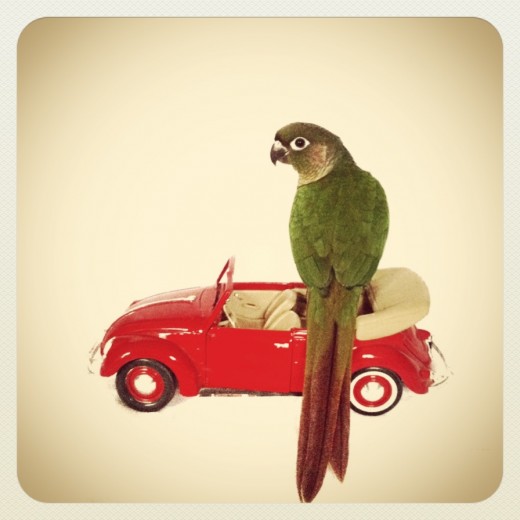 Here is another example of a prop to use- a vintage toy car. You can follow Kingsley the bird on Instagram at @sincerelymicah