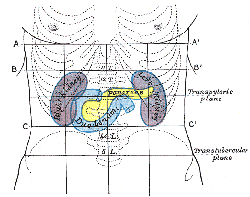 The pancreas serves two vital functions in the digestive process.
