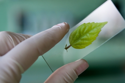 Are probotics as beneficial to plants as they are to our bodies?