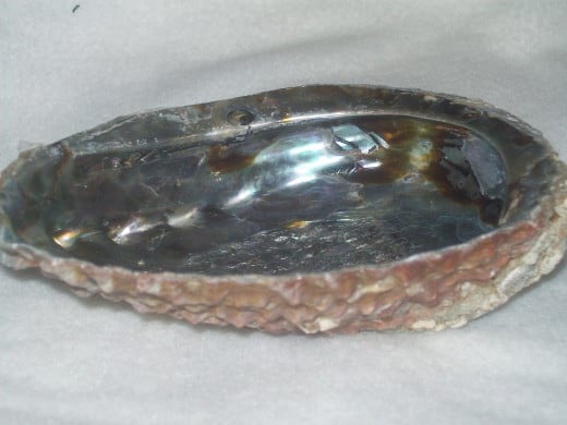 Abalone Shell often used with smudge sticks