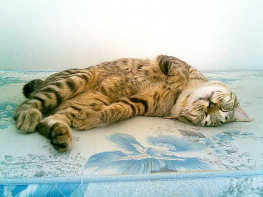 Bobtail Cat Sleeping