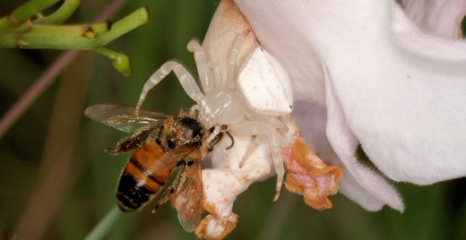 Thomisus spectabilis