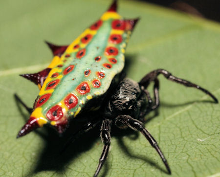Gasteracantha westringi