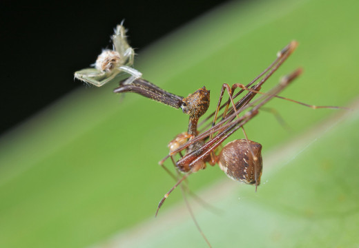Archaeidae