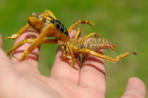 Solifugae