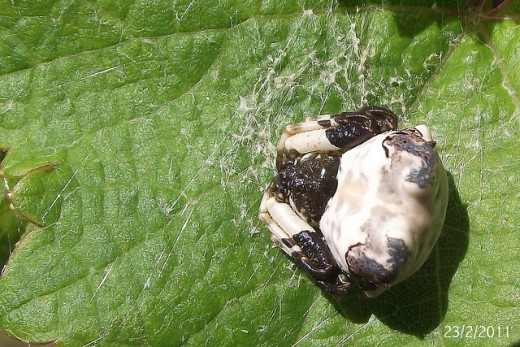 Celaenia excavata 