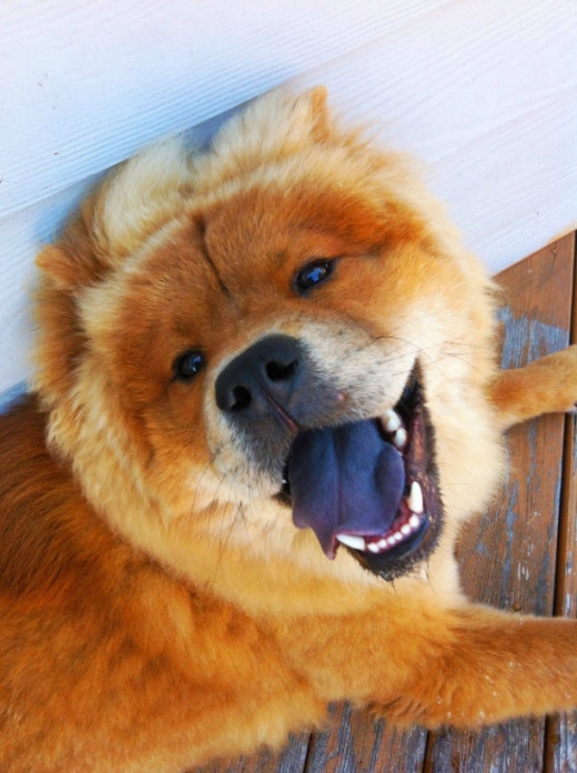 notice the blue tongue on the Chow Chow