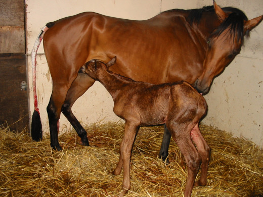 Learning to suckle, with help from Mum.  Not the most flattering picture of the mare, she is actually a lovely thoroughbred (see below).