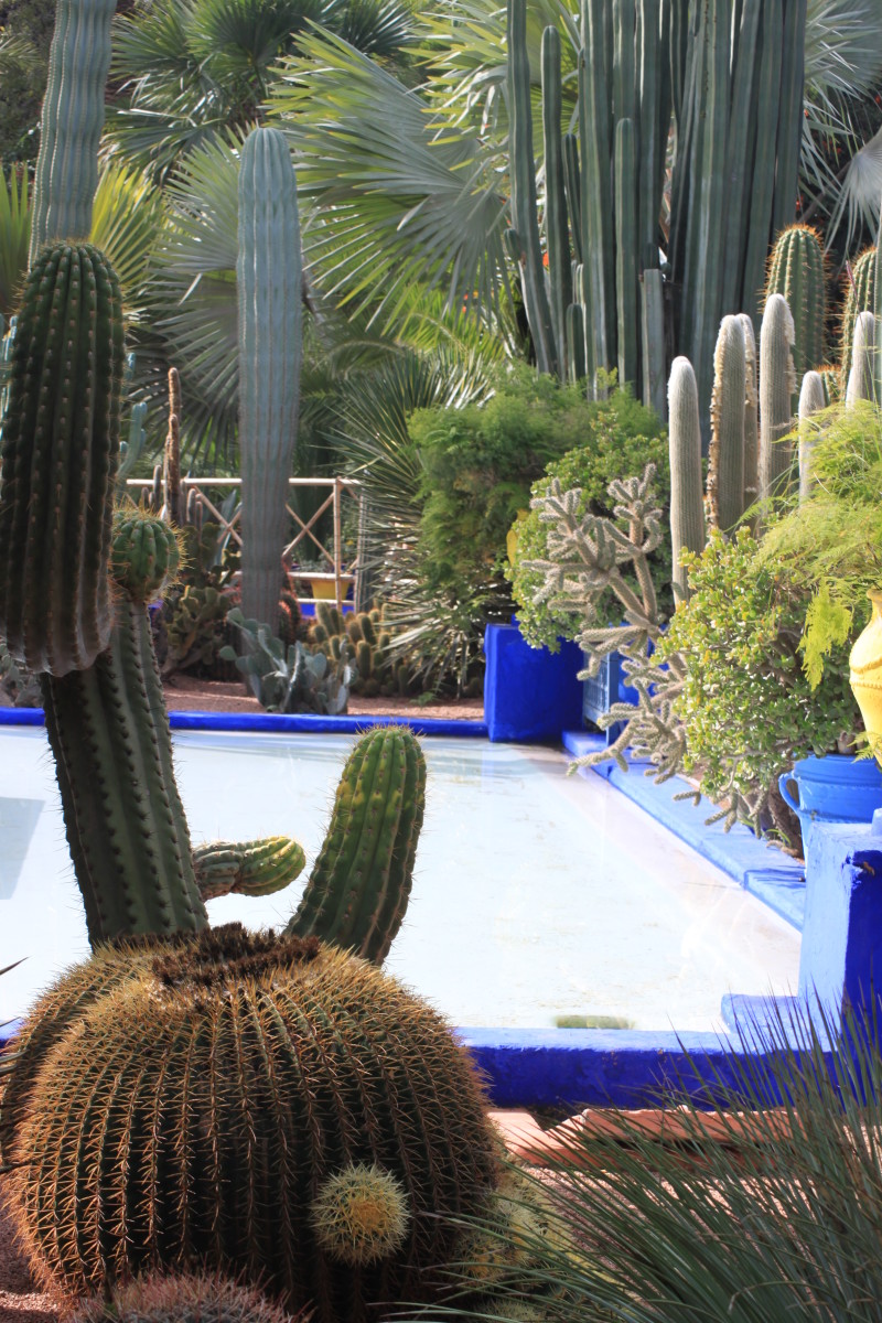 The most amazing personal pool in Marrakesh surrounded by over 300 different plant species. It's amazing if you're looking for Moroccan garden ideas