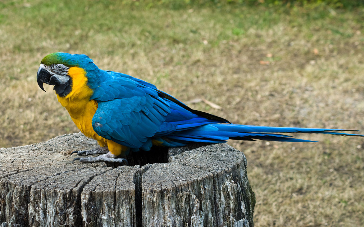What Are Good Parrot Names 100 Name Ideas For Macaws And More