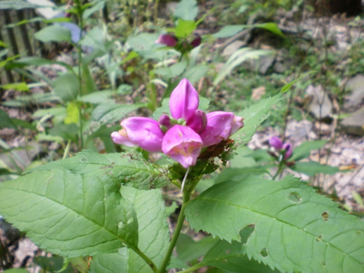 Pink Turtlehead is a favorite of hummingbirds and beneficial insects.