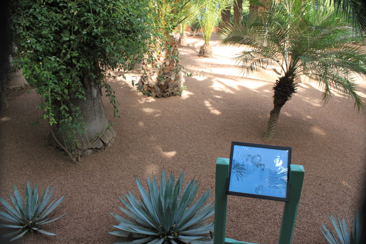 The plants in the Jardin Majorelle are showcased on signs with details of origin and names