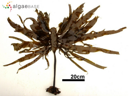 Picture of Ecklonia Cava Brown Algae or brown seaweed.