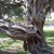 This tree is a gateway to another realm in Fort DeSoto. This tree is a gateway to another realm in Fort DeSoto.