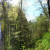 A panoramic view near Latourell Falls. A panoramic view near Latourell Falls.