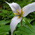 Our favorite close up of this white 3 petal flower. Our favorite close up of this white 3 petal flower.
