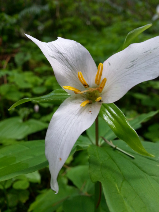 TrailDudes Hike to Latourell Falls
