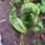 This is a really weird green prickly plant. This is a really weird green prickly plant.