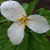 Another picture of a white 3 petal flower. Another picture of a white 3 petal flower.