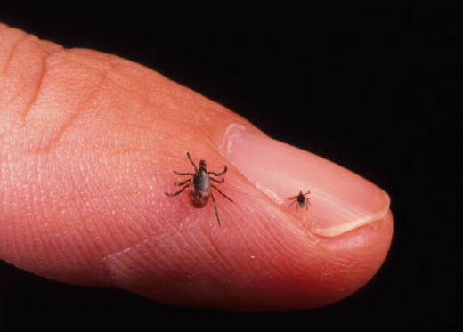 This is the size of ticks in the height of tick season. They are hungry and will attach to any warm body! Nymph ticks are so hard to spot, especially if it attaches to a belly button or in between your toes. Inspect every bite!