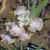 White, with yellow and some pink tint, bearded iris growing in a iris garden.