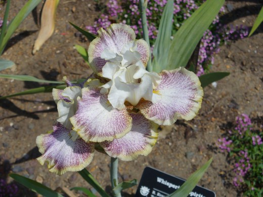 White, with yellow and some pink tint, bearded iris growing in a iris garden.