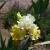 Yellow with white bearded iris flower in Spring.