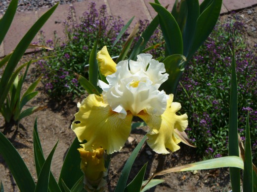 Yellow with white bearded iris flower in Spring.