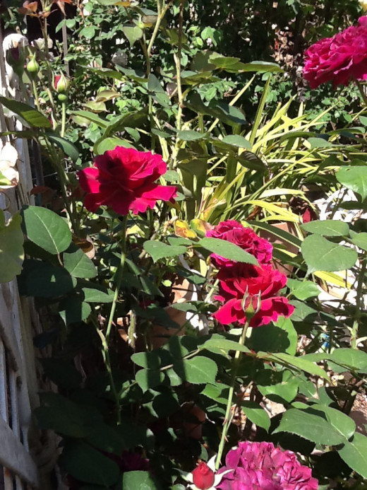 Very hard to capture the true purplish hue of the fading bloom of the Rosa Prospero