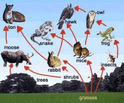 Plant and Animal Life in North America