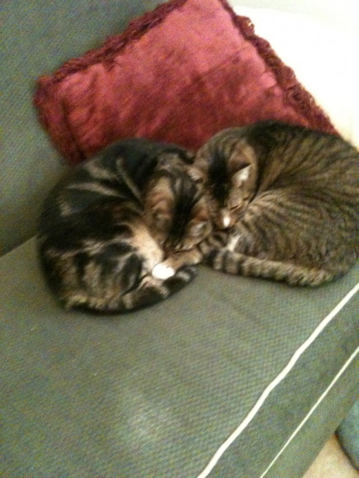 My cats are always close by for inspiration and of course good company.