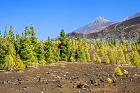 Mnt Teide National Park