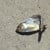 dead fish near river in wichita, ks