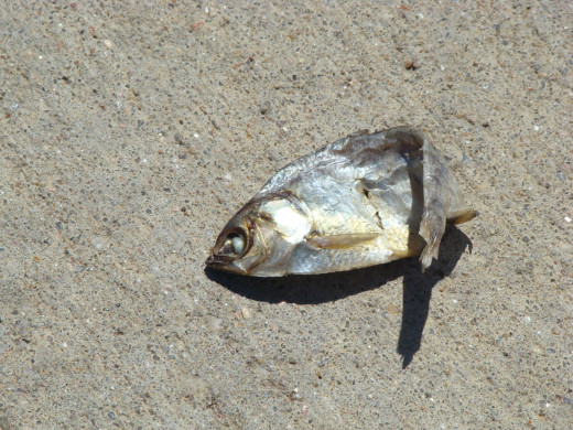 dead fish near river in wichita, ks